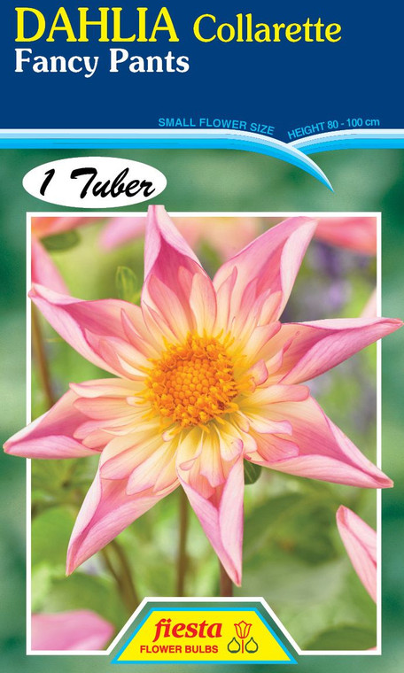 Dahlia Collarette 'Fancy Pants