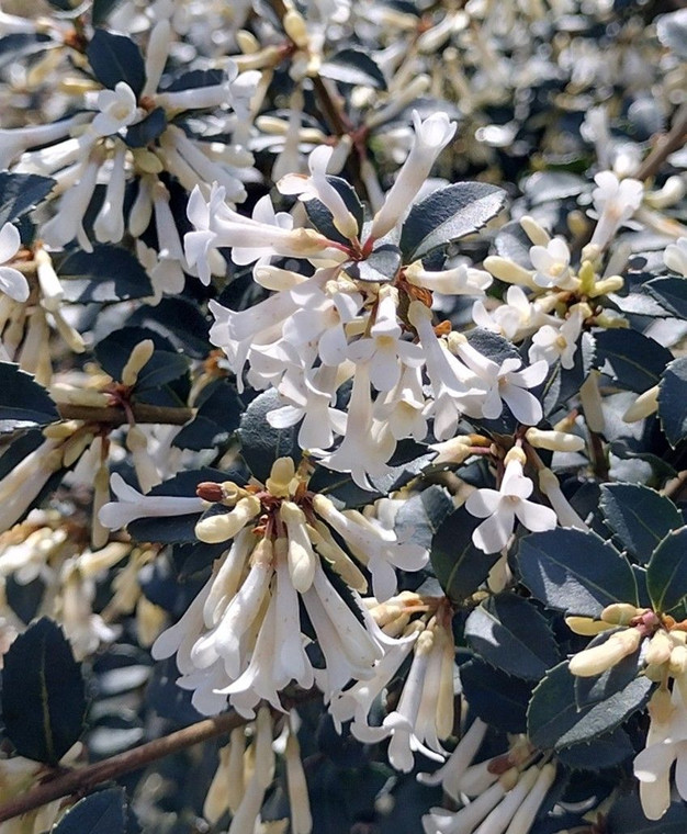 Osmanthus delavayi 2.5L
