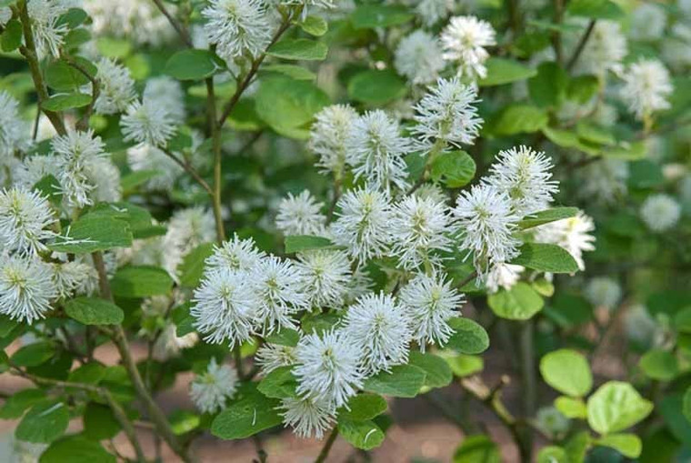 Fothergilla gardenii 'Blue Mis 6L
