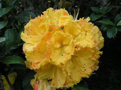 Azalea mollis 'Crosshills Fril 4.7L