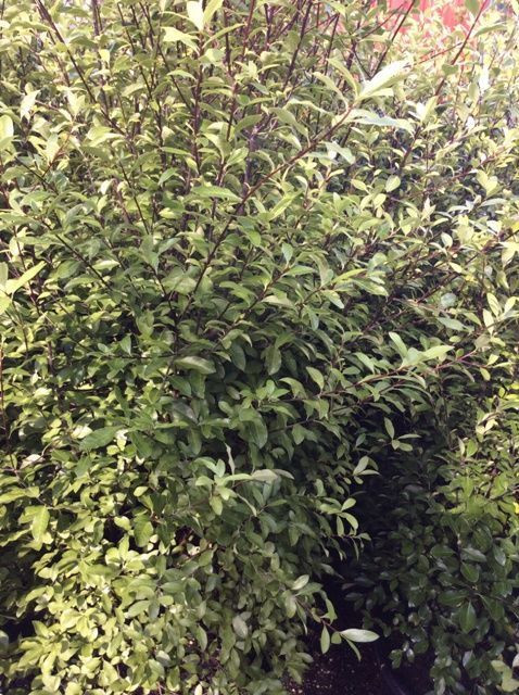 Pittosporum 'Millfield Mint' 6L