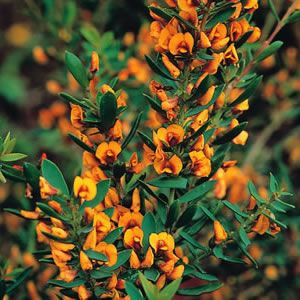 Eutaxia obovata PB5