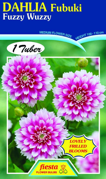 Dahlia Fubaki 'Fuzzy Wuzzy'