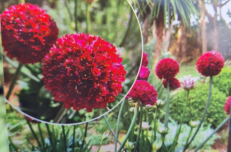 Dreameria 'Hypnotic Dreams' 9cm