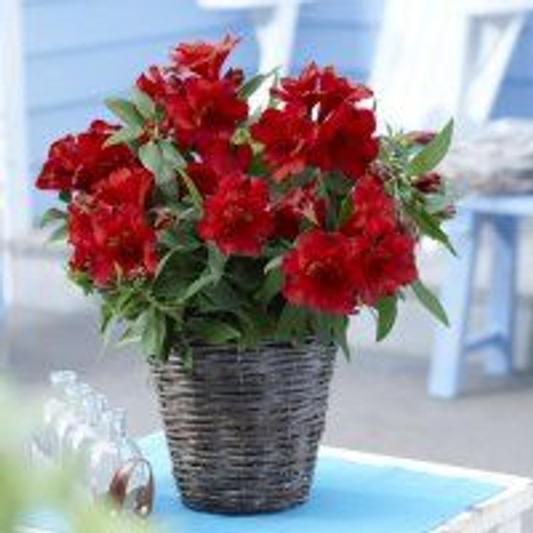 Alstroemeria 'Kate' 3.3L