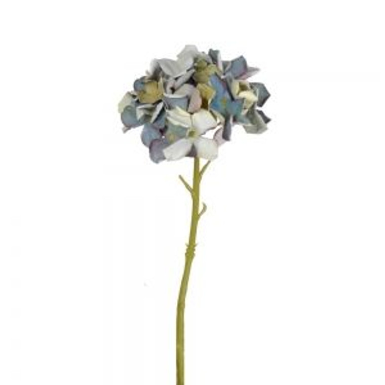 Hydrangea - Petite Blue Green
