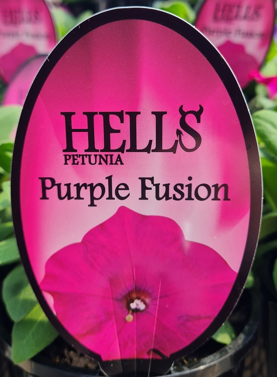 Petunia Hells 'Purple Fusion' 14cm