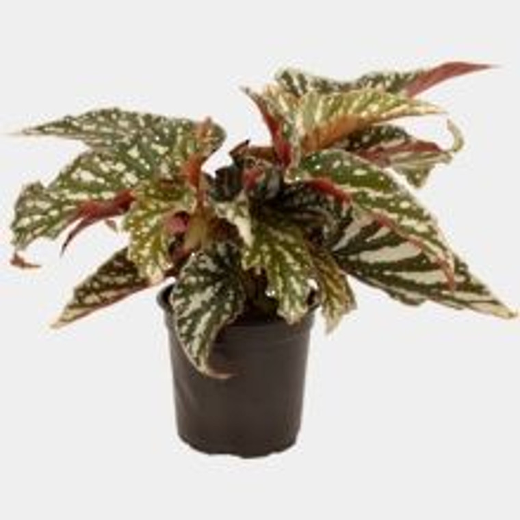 Begonia 'Bohemian Forest' 14cm Begonia 'Bohemian Forest' 14cm
