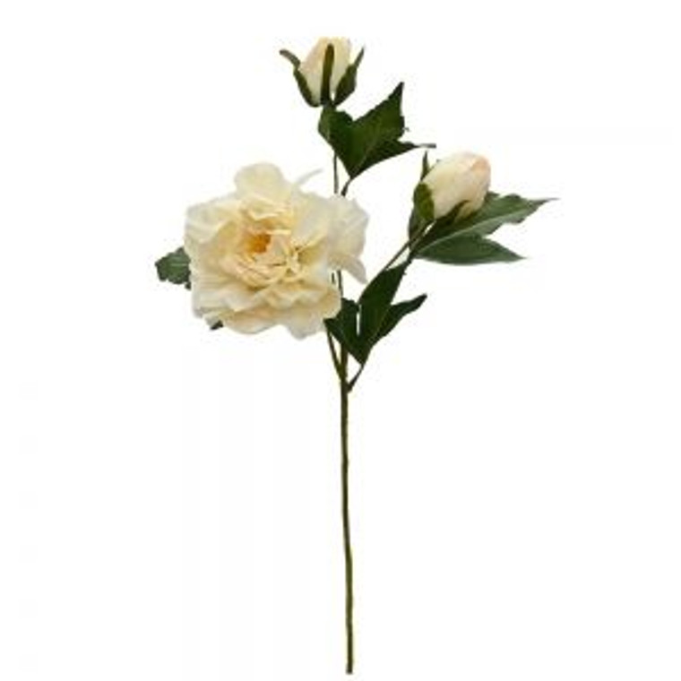Peony Martinborough - Cream