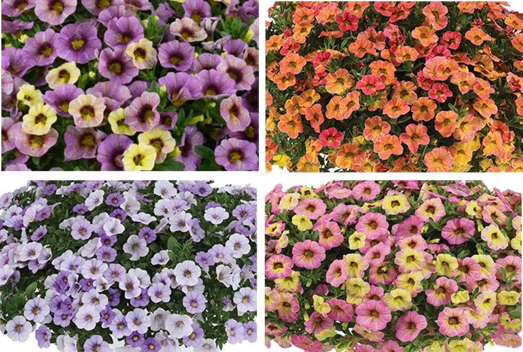 Calibrachoa 'Ombre' 1L