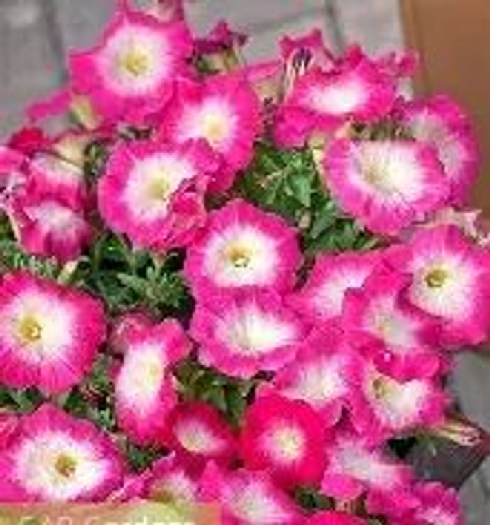 Petunia 'Fantasy Hot Pink' 1L