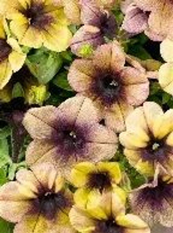 Petunia 'Shadow Dancer' 1L