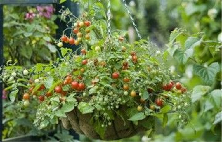 Hanging Baskets Planted Strawb (88239) (115577)