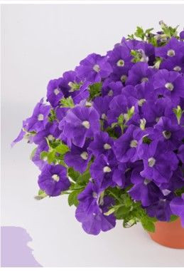 Petunia 'Beautical Ocean Blue' 14cm