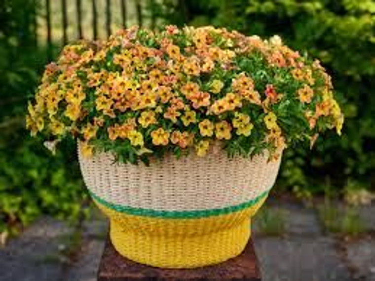 Calibrachoa Calipetite 'Aprico 14cm Calibrachoa Calipetite 'Aprico 14cm