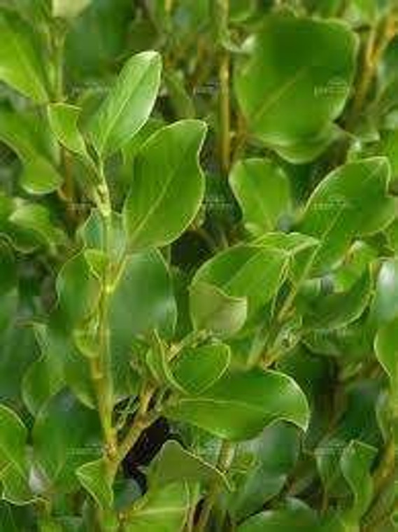 Griselinia l 'Broadway Mint' 4.7L