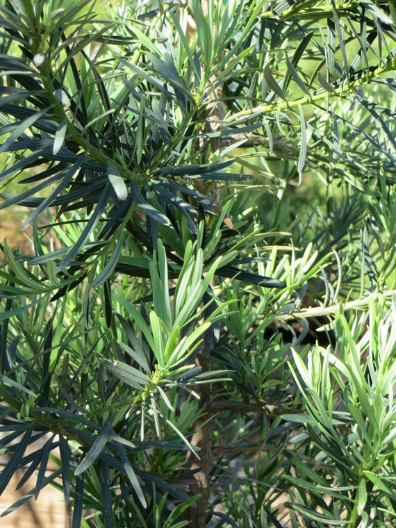 Podocarpus macrophyllus 'Maki' 5L
