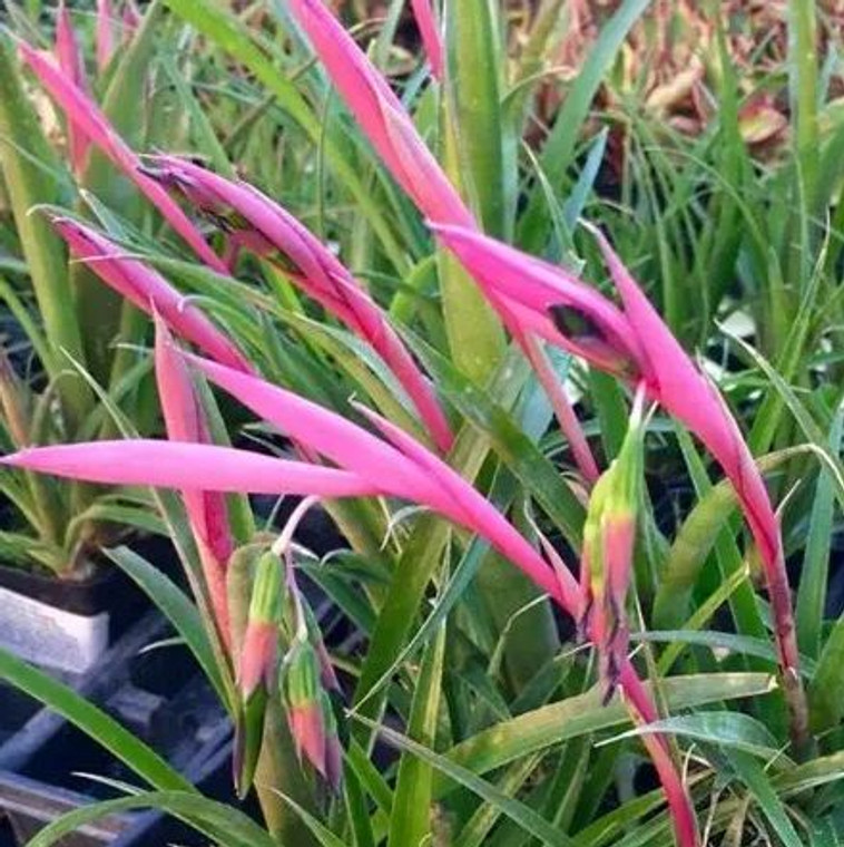 Billbergia nutans 2L