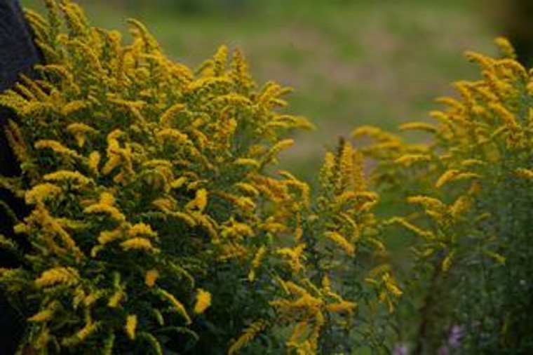 Solidago rugosa 'Fireworks' 1.5L