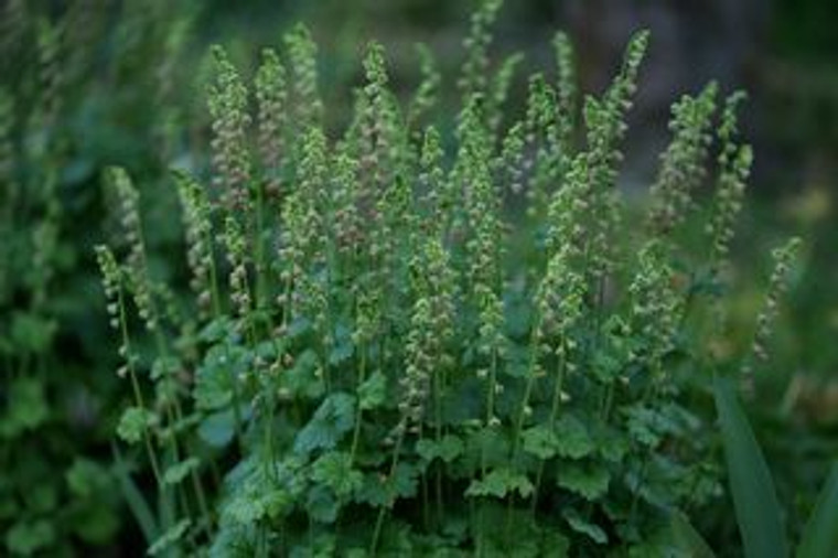 Tellima grandiflora 1.5L