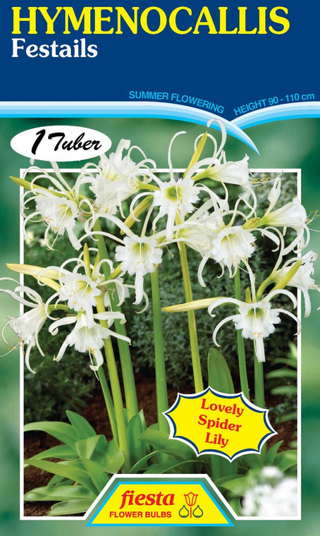 Hymenocallis 'Festalis'