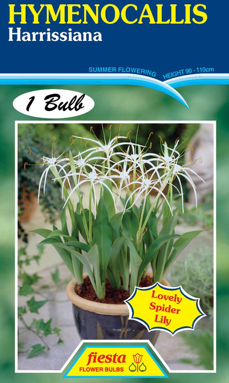 Hymenocallis 'Harrissiana'