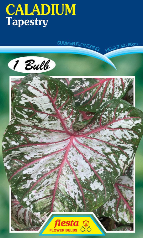 Caladium 'Tapestry'