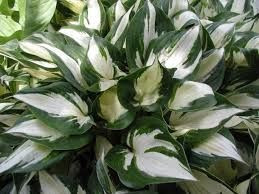 Hosta 'Fire & Ice' 2L