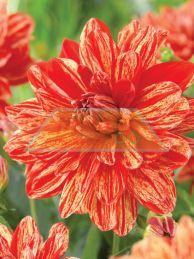 Dahlia Decorative 'Neo'