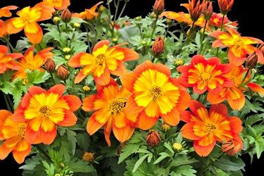 Bidens 'Volcano' 1.5L
