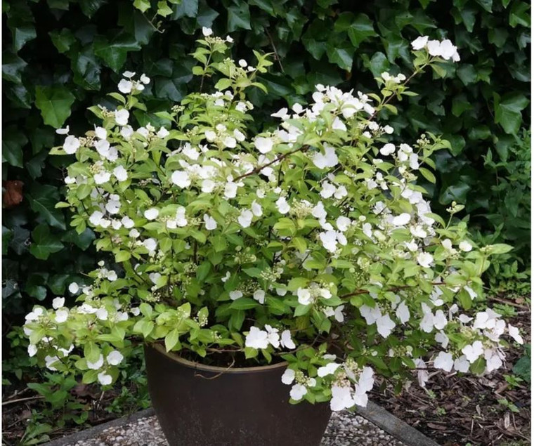 Hydrangea 'Runaway Bride' 2.5L Hydrangea 'Runaway Bride' 2.5L