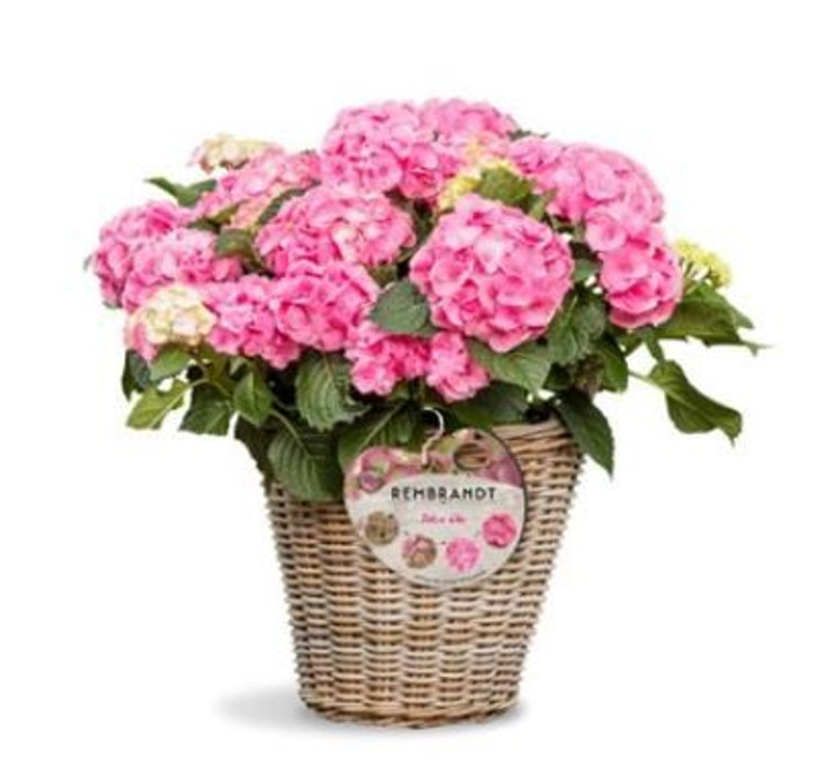 Hydrangea Rembrandts 'Dolce Ch 17cm Hydrangea Rembrandts 'Dolce Ch 17cm