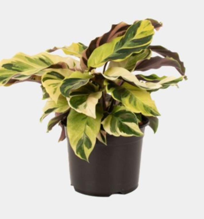Calathea 'Fusion Yellow' 14cm Calathea 'Fusion Yellow' 14cm