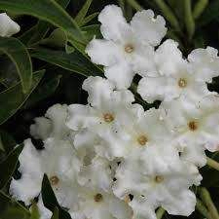 Brunfelsia undulata 'White Cap 3.3L (1202050) 3.3L
