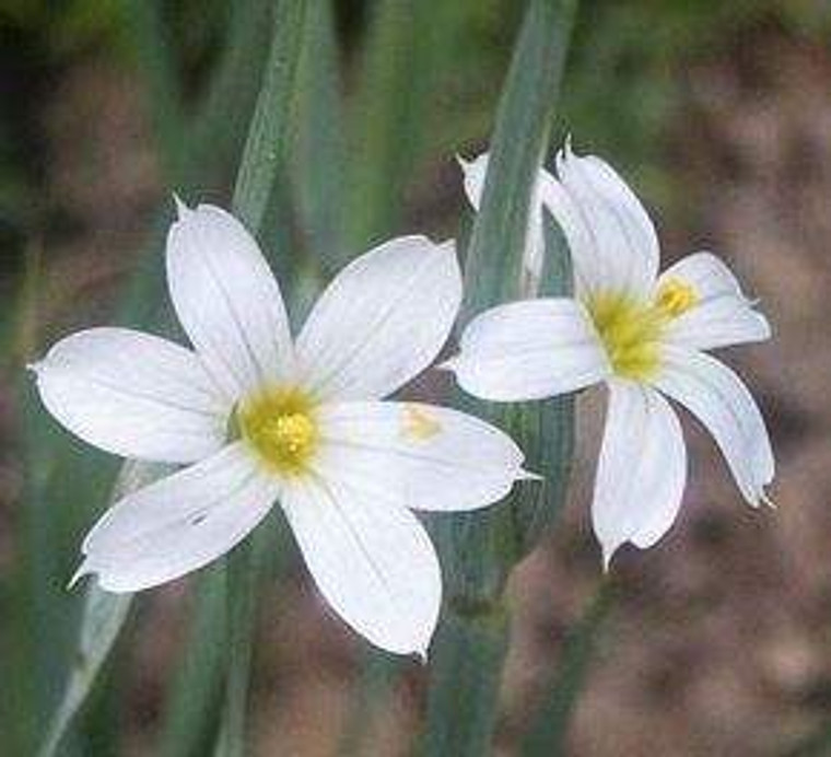 Sisyrinchium 'Snow Drift' 9cm