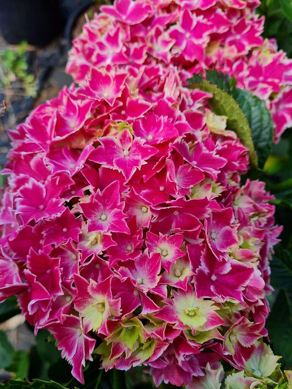Hydrangea macrophylla 'Harlequ 6L
