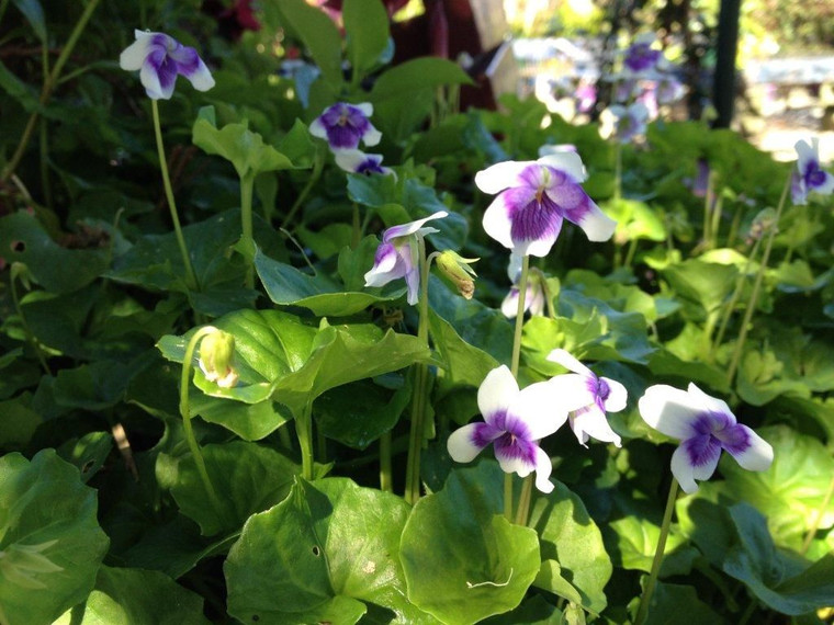 Viola Hederacea 9cm