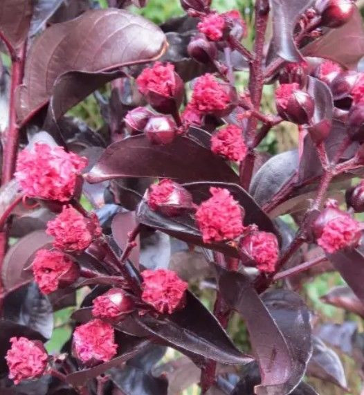 Lagerstroemia indica 'Best Red 2.5L