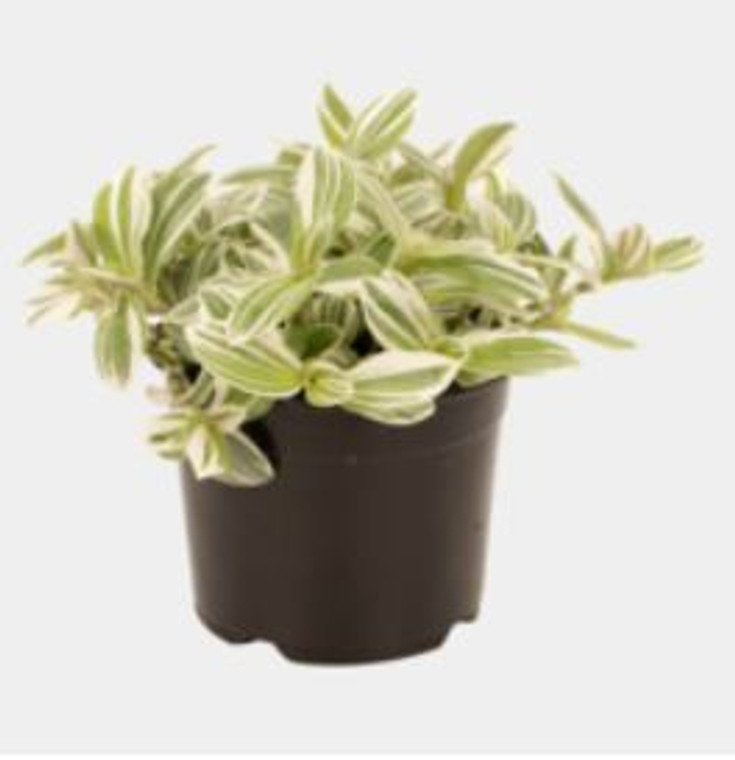 Tradescantia cerinthoides 'Ten 12cm