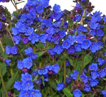 Pulmonaria 'Cobolt' 9cm