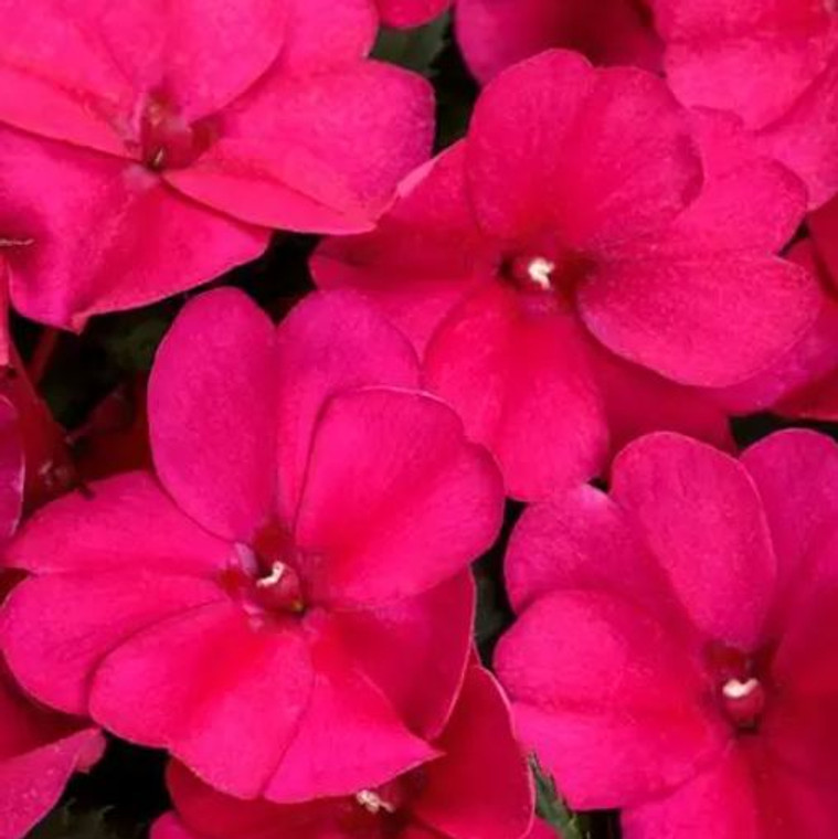 Sunpatiens 'Assorted' 2.5L (78640) 1.5L (1202183) 1.5L