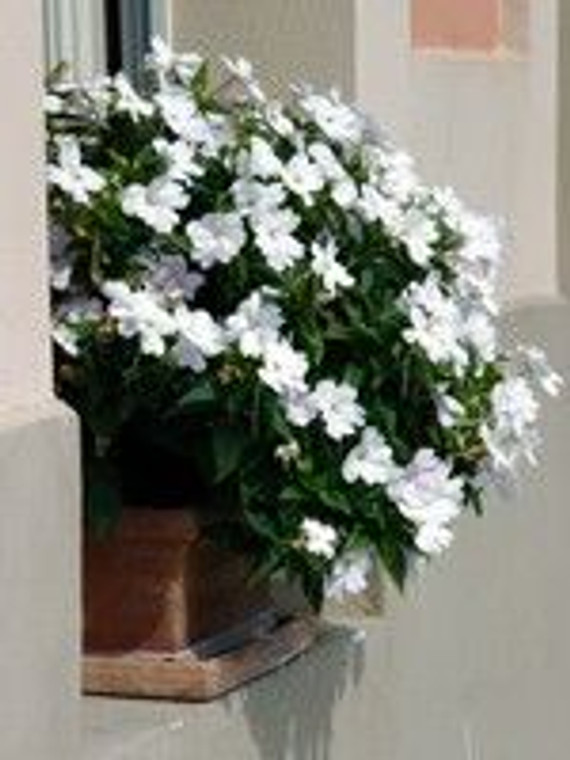 Sunpatiens 'Assorted' 2.5L (78640) 1.5L (1202185) 1.5L