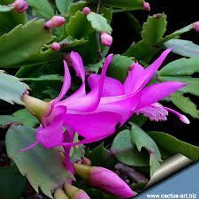 Zygocactus Assorted 14cm