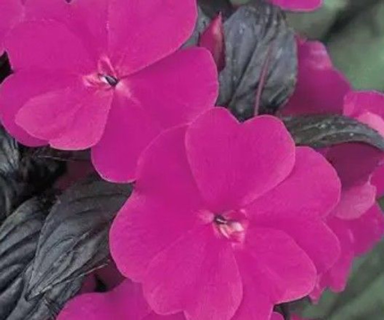 Sunpatiens 'Assorted' 2.5L (78640) 1.5L (1202181) 2L (1202264) 2L