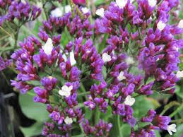 Limonium 'Salt Lake' 2L