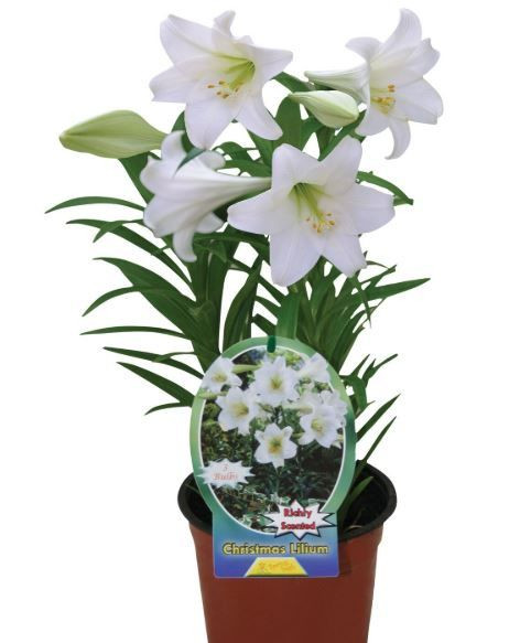 Potted Christmas Lily