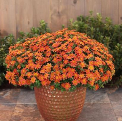 Bidens 'Campfire Fireburst' 1.5L