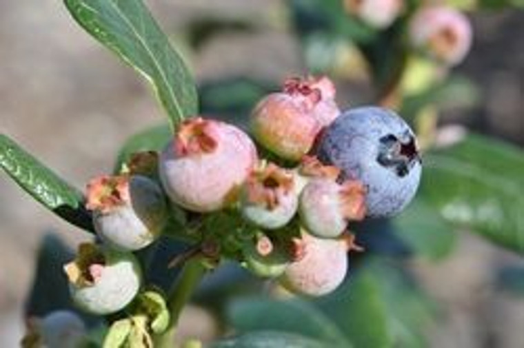 Blueberry 'Muffin' 1.9L