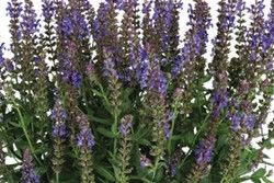 Salvia nemorosa 'Apex Blue' 2L