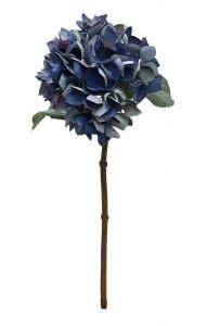 Hydrangea Somerset - Double Bl (1202378)